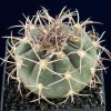 Gymnocalycium_acorrugatum